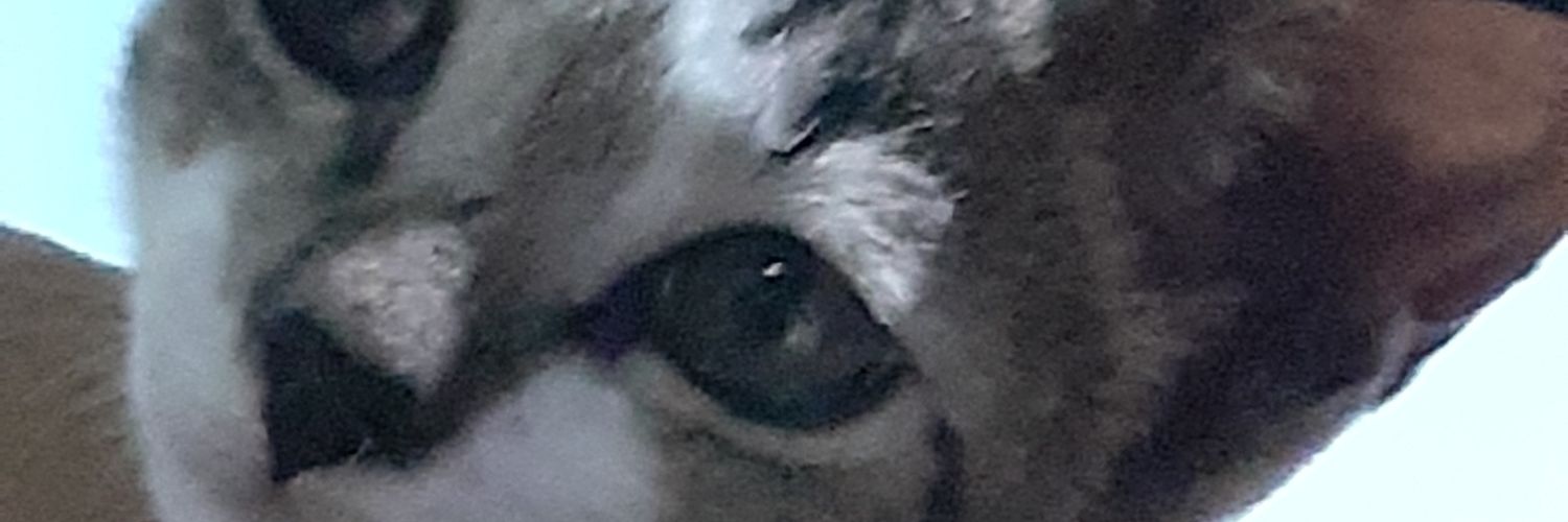 🀄pastibisa banner