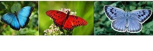 Butterfly Books banner