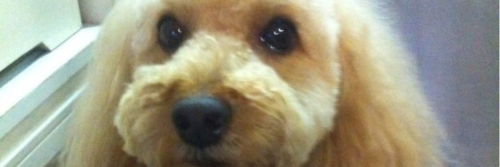 _sasazawa's profile banner image