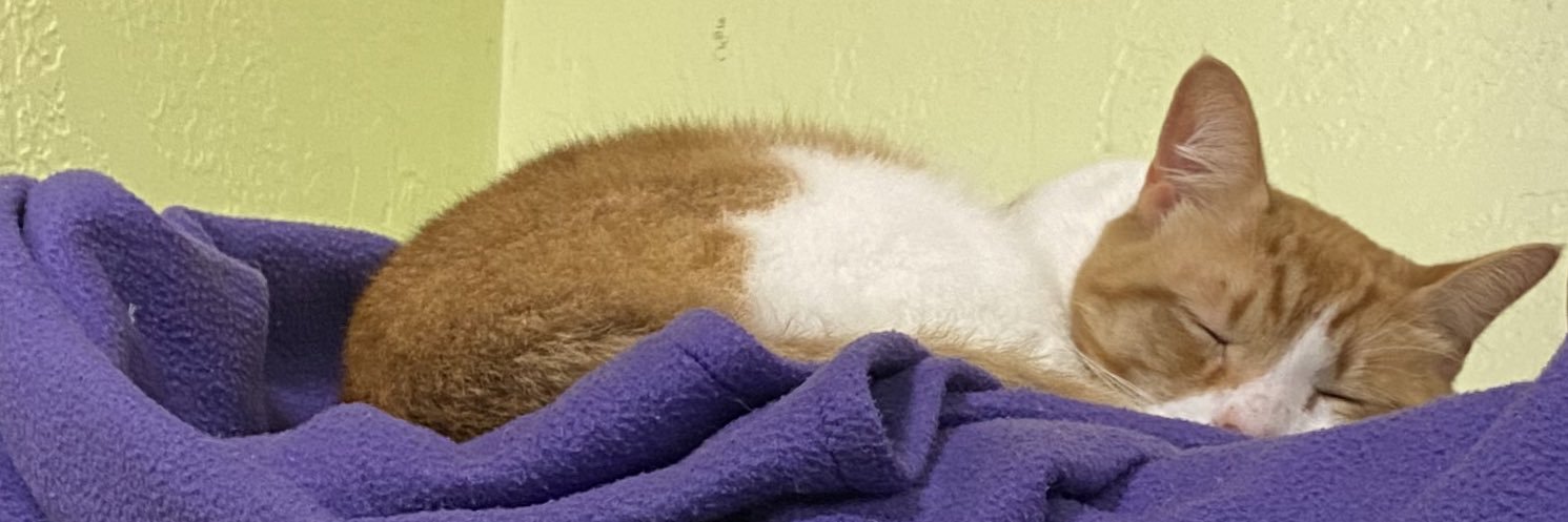 BasedOzer's profile banner image