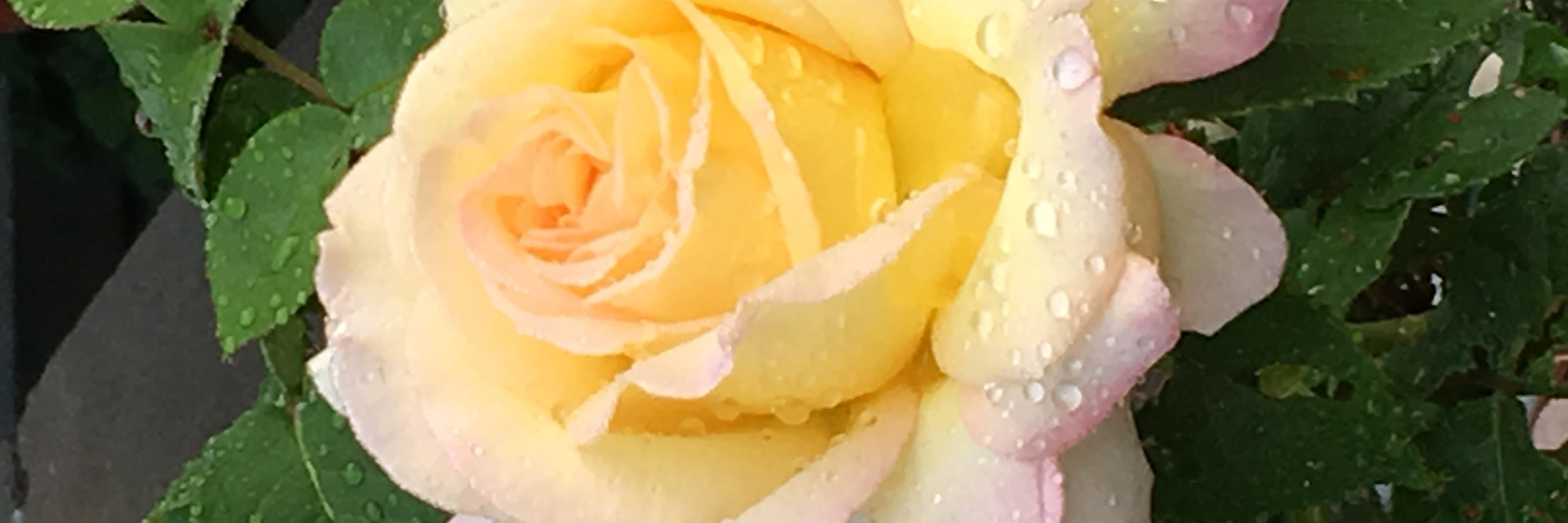 LMooreGreen's profile banner image