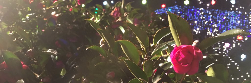mio443's profile banner image
