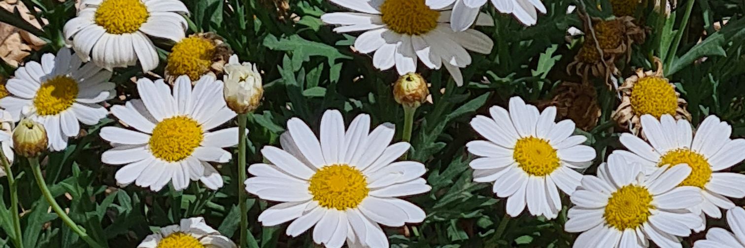 Montseta ||*||🔻🏳️‍🌈 🇵🇸 banner