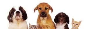 pet_shed's profile banner image