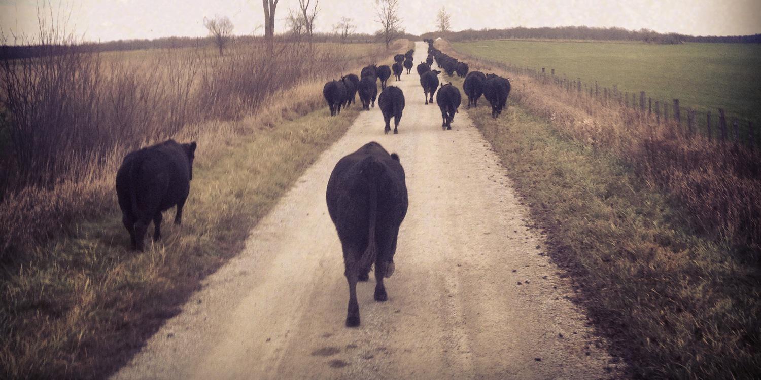 Scott MacDonald banner