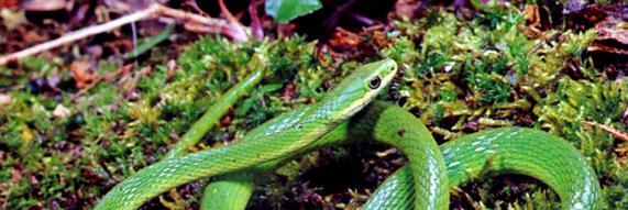 Everyday_Snake's profile banner image