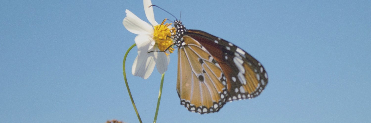 Andria Piperni banner
