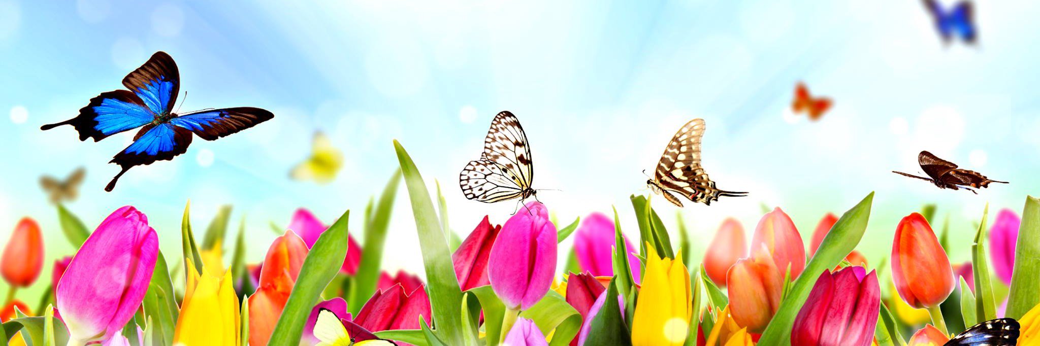 WongaCanada's profile banner image