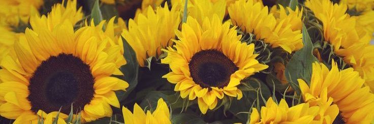sunflowvelyy's profile banner image