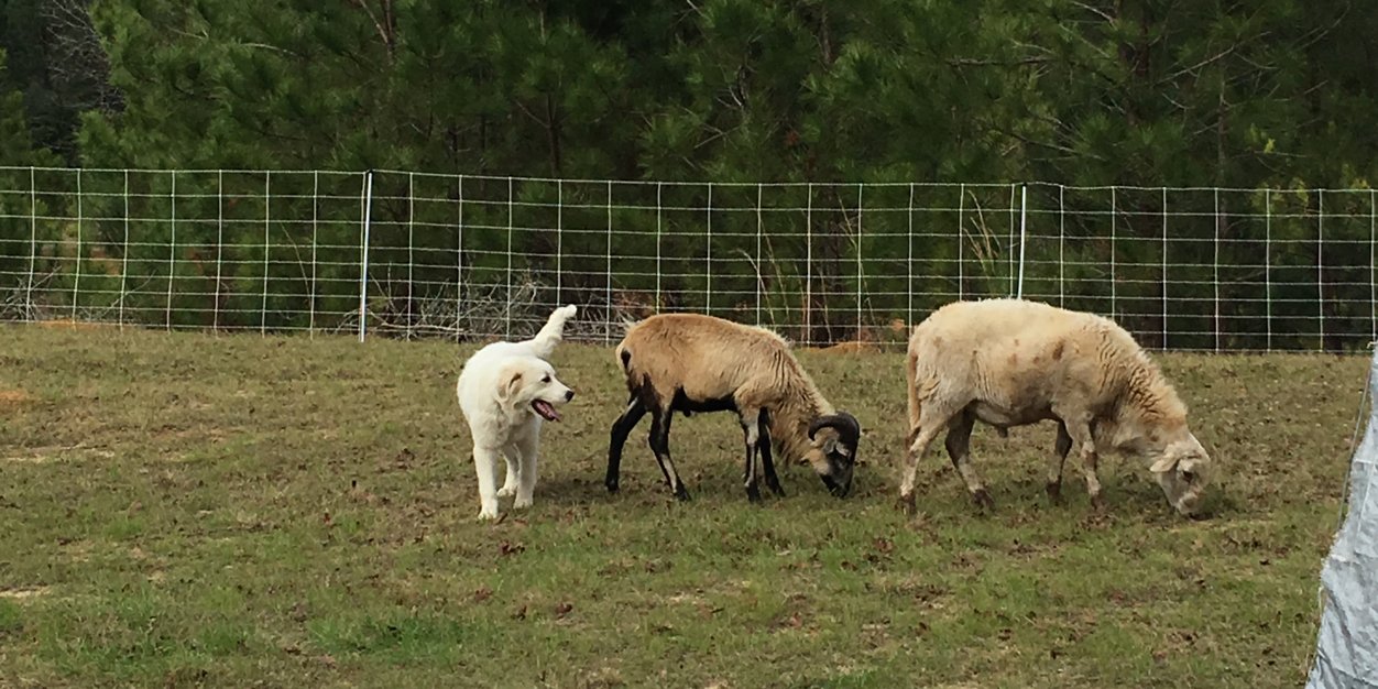 bfarms_tx's profile banner image