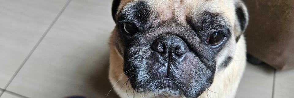 luvmenezes's profile banner image