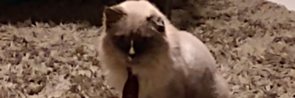 dumpst4r Profile Banner