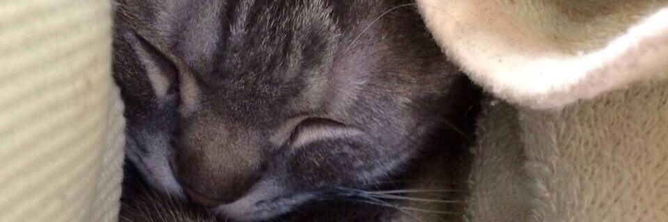 love_cutlass's profile banner image