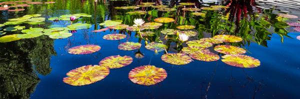 LiezelLabios Profile Banner