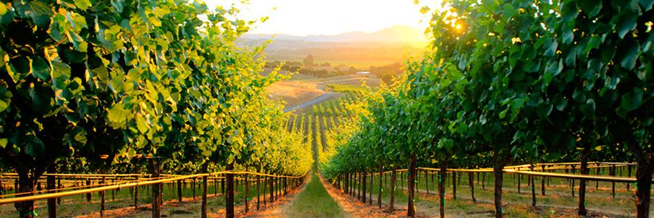 CrozeNapaValley's profile banner image
