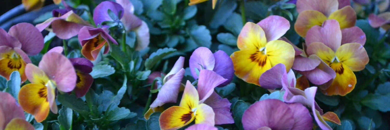 Lisztomaniagirl's profile banner image