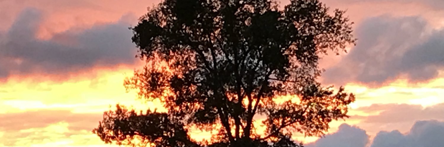 jodi stringfellow banner