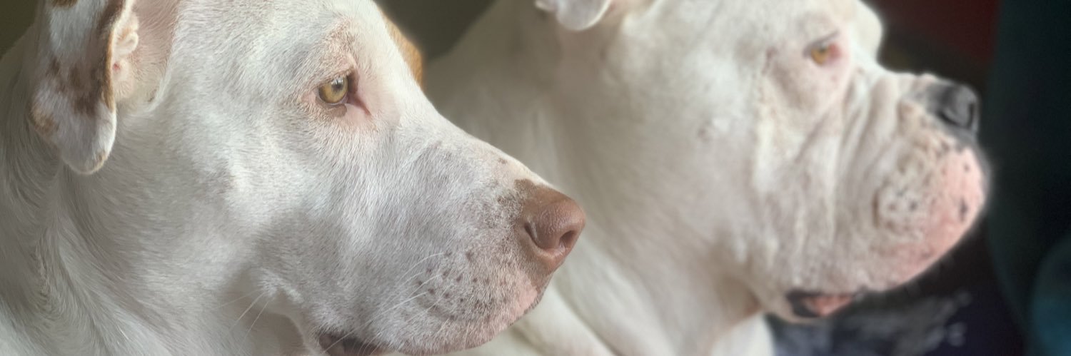 stfumacarena's profile banner image