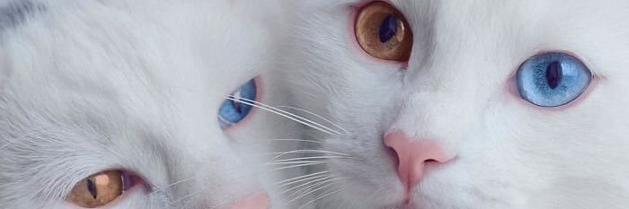 Miraaa3271's profile banner image