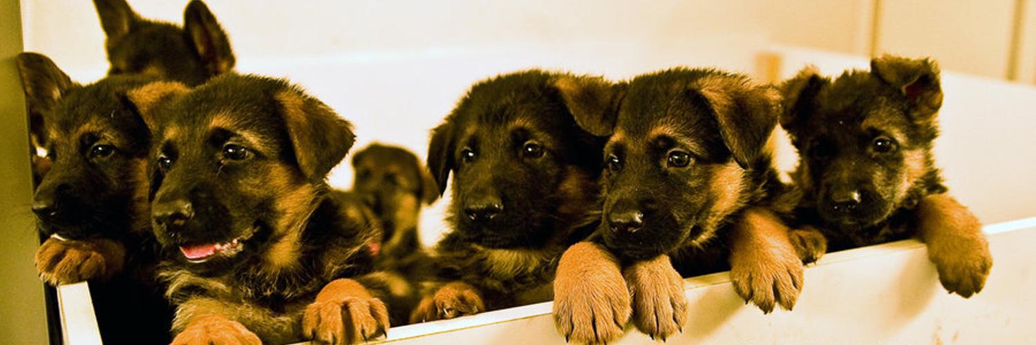 gsd_lovers's profile banner image