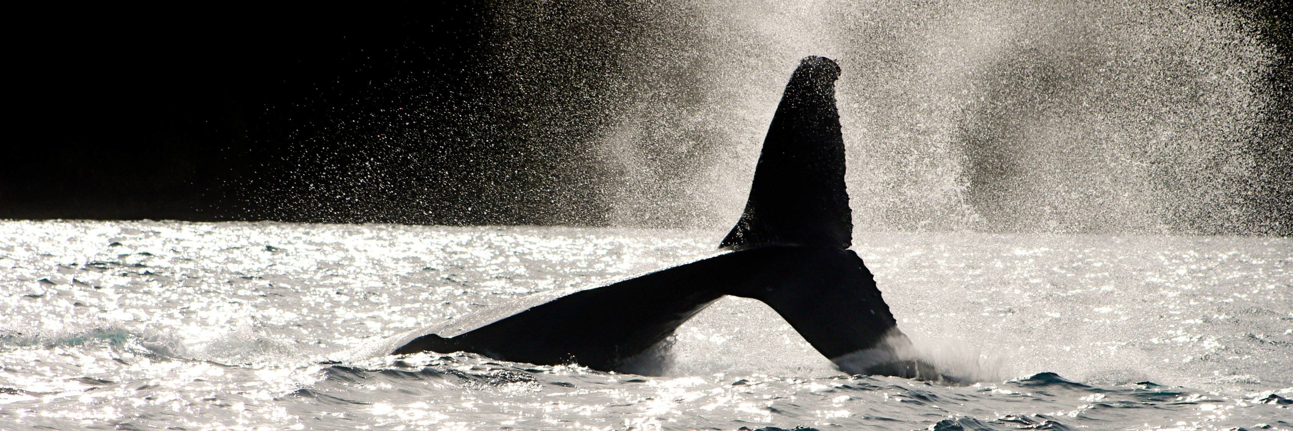 Monique ☘️ banner