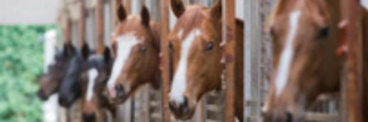 Stuart Williams banner