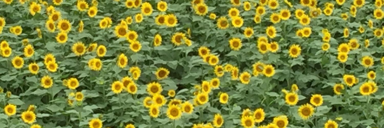 HiroYuch's profile banner image