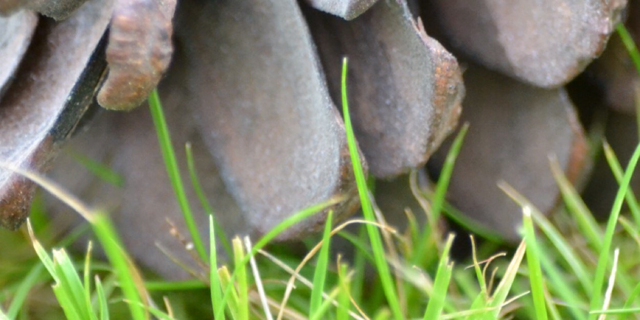 Tris Somerville banner