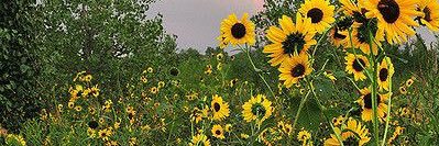 💆🏼‍♀️✨D💈💆🏼‍♂️ banner