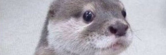 TweetySyd's profile banner image