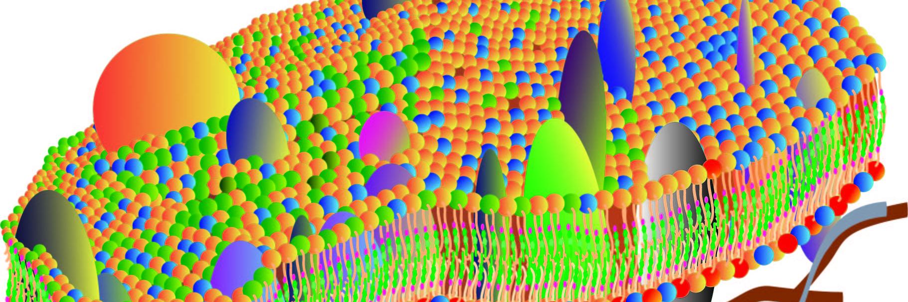 mistermembrane's profile banner image