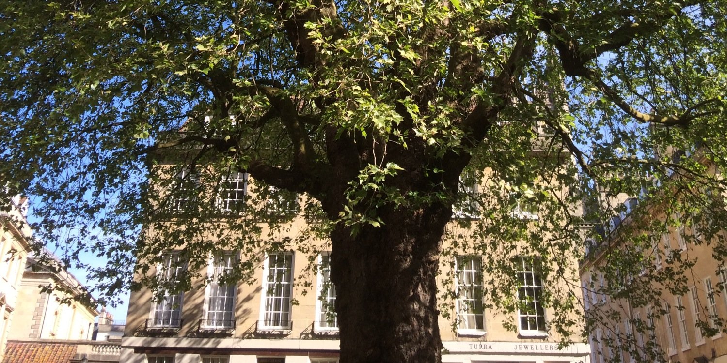 Elspeth Hinde banner