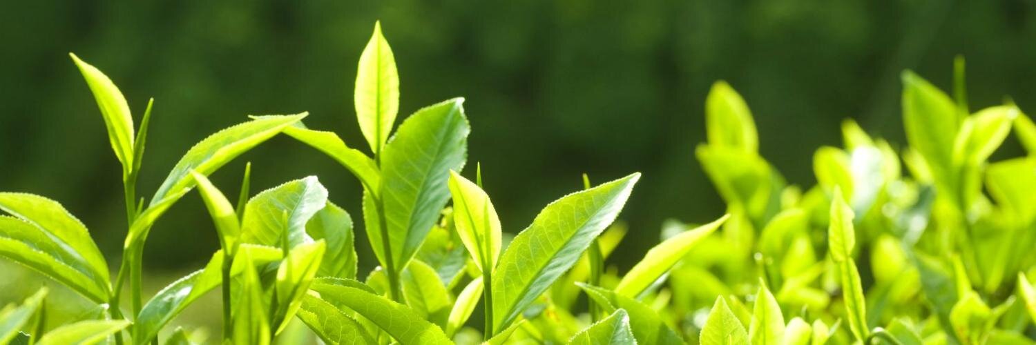 HappyEarthTea banner