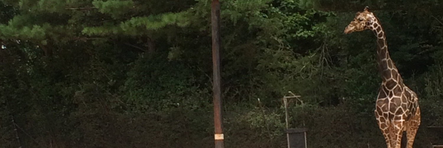 Isaac Sanchez 🇮🇱🇻🇪 banner