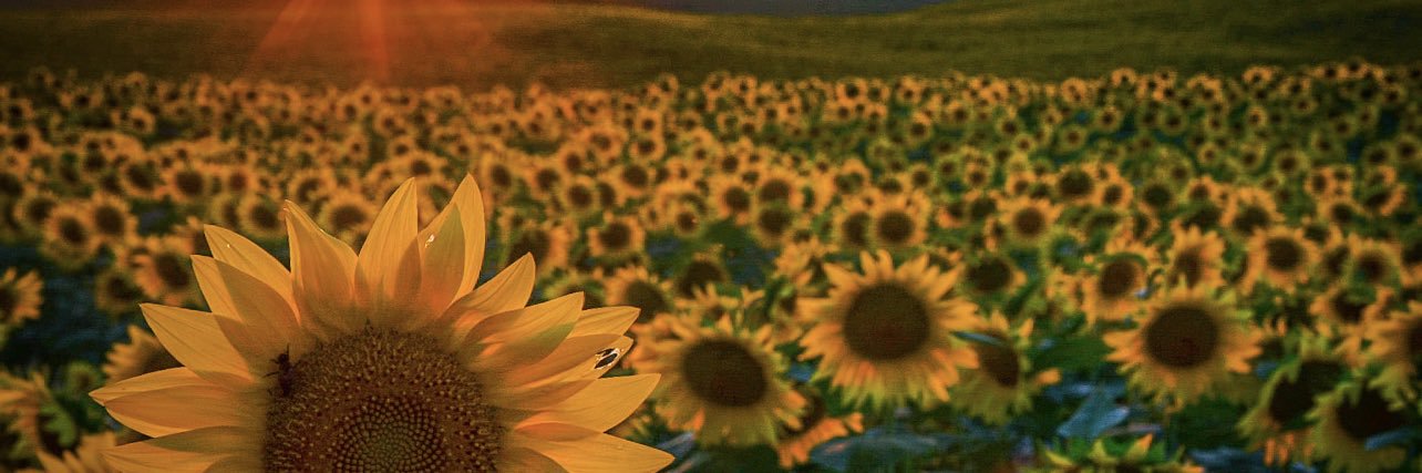 ___mkf's profile banner image