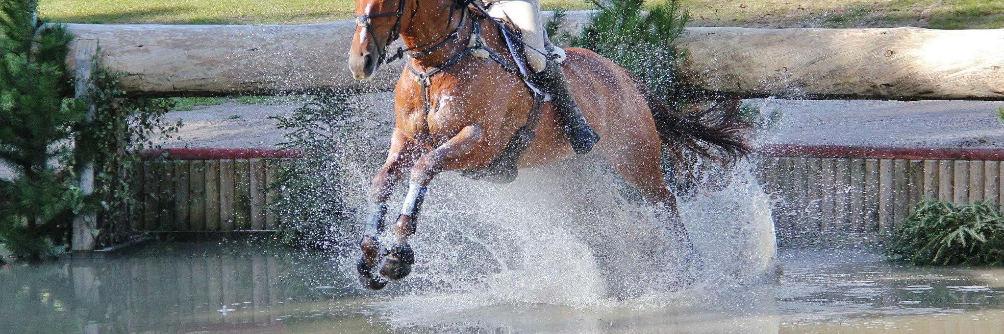 EYJ_Eventing's profile banner image
