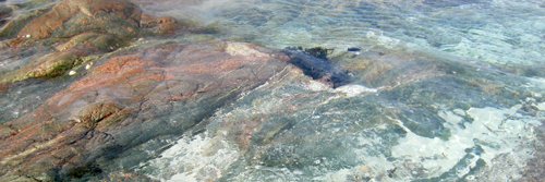 Roselle Angwin 🌱 banner