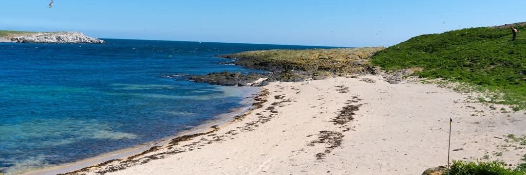 Alison Cavanagh banner