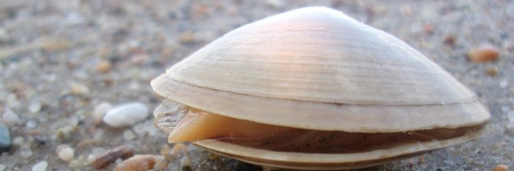 Clam_Chowdah's profile banner image