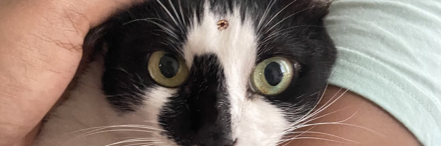cornflakeslvr's profile banner image