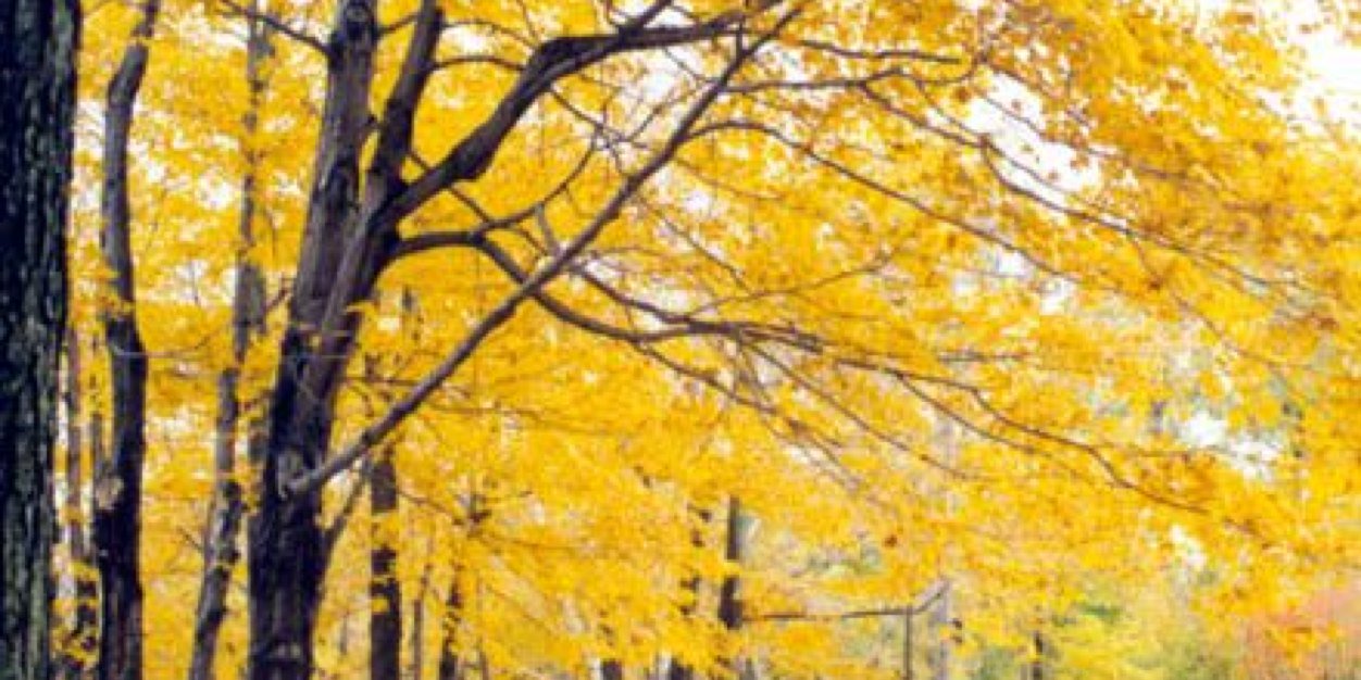 cai_irma's profile banner image