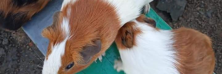 egesahLinux's profile banner image