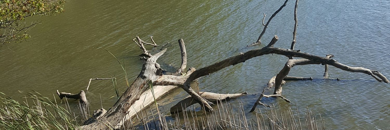 Jacqueline Nadeau banner