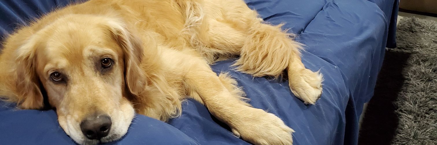 Julie Ostermann banner