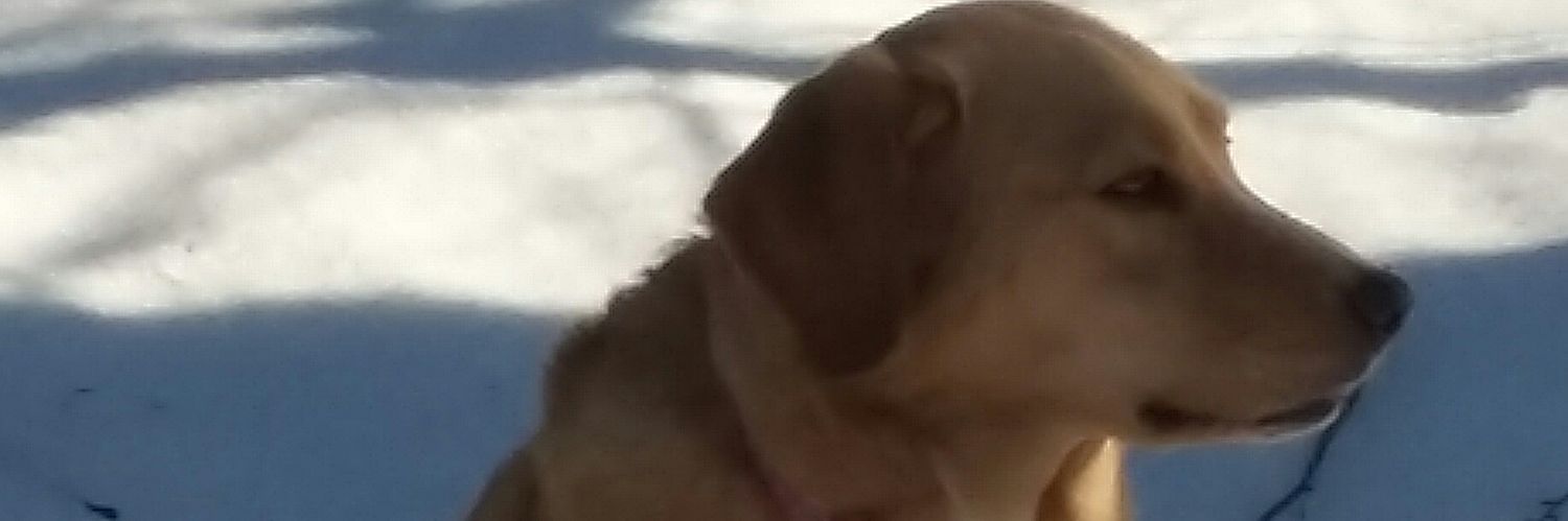 mombourquettel's profile banner image