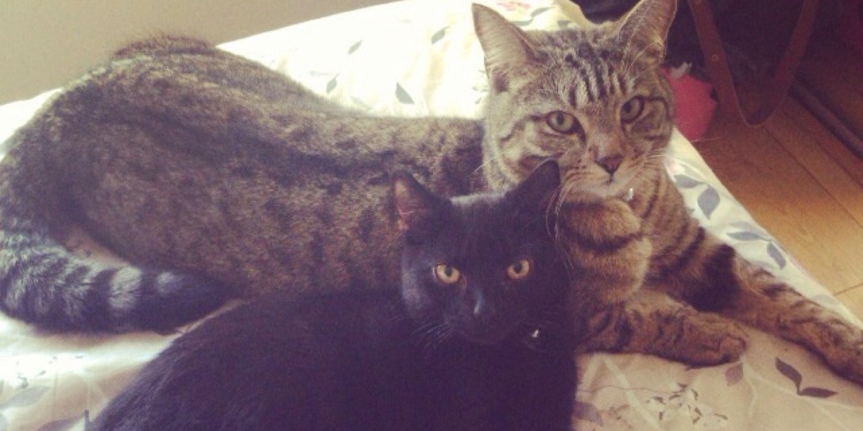 David Reynolds banner