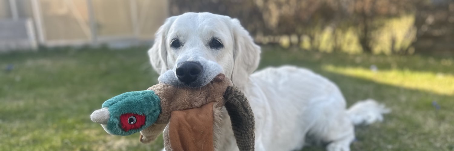 Carolina Mårtensson | quiethell banner