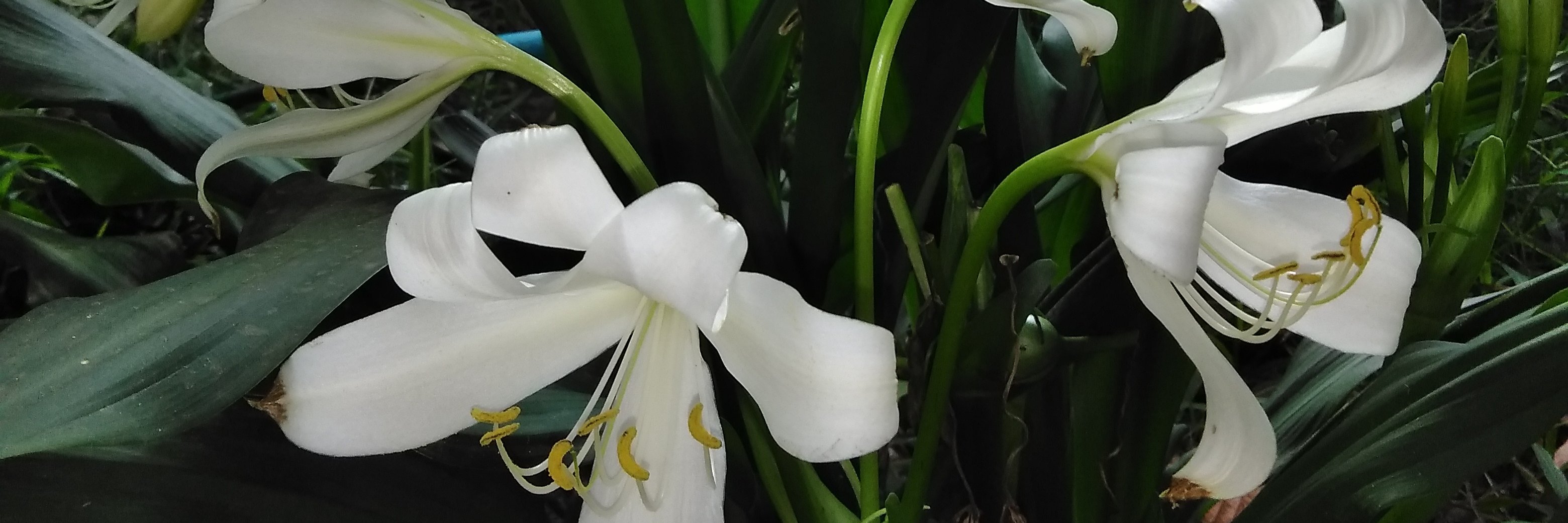 Ana_yeritza's profile banner image