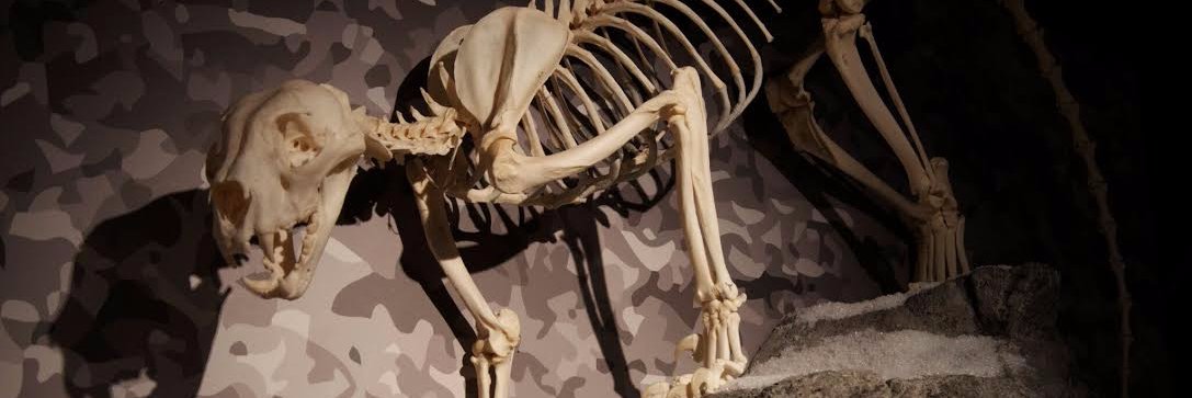 SkeletonMuseum's profile banner image