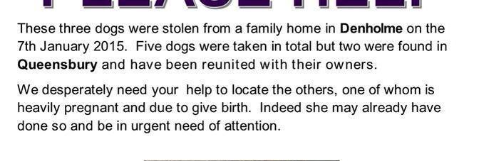 #FindFiveDogs banner